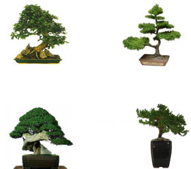 Como comprar un bonsai