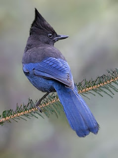 North american birds