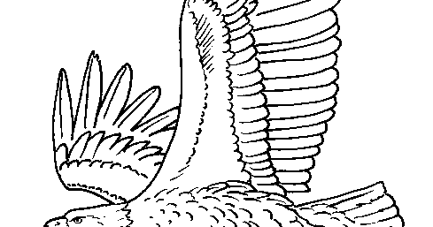 geography blog bald eagle coloring page