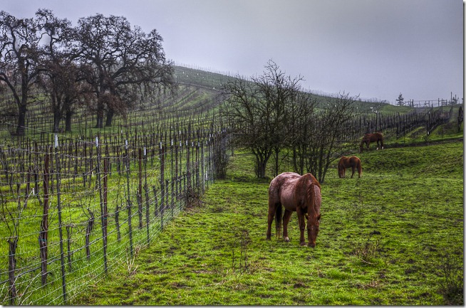 Vineyard Horses