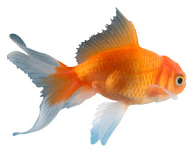 Cute Goldfish