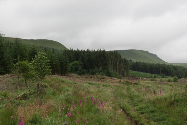 A clearing on the dge of the forest with the ridge of Graig Fan Ddu in the background.