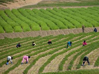 children help in the fields