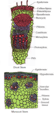 Dicot Stem Monocot Stem difference