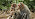 Don't Provoke The Monkeys. Because If You Annoy The Monkey, It May Take Revenge On Your Family And Friends. 