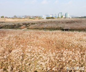 Haneul Park consists of vast grassland; it is covered with eulalias and wild flowers in their most natural state.