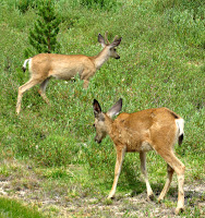 Grazing Dear