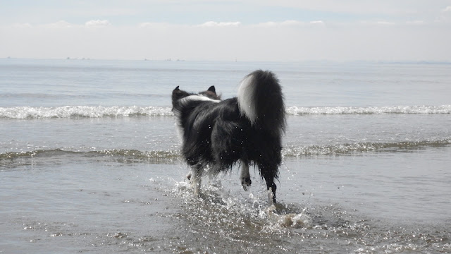 保護犬 ボーダーコリー トーマ 稲毛海浜公園