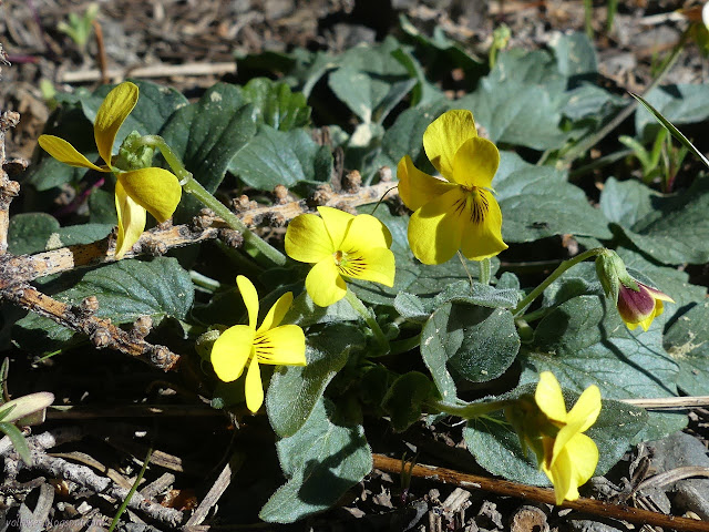 yellow violets with tough looking fuzzy leaves, like African violets, a little