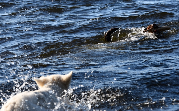 hvit gjeterhund labrador tyrifjorden rytterager lemostangen