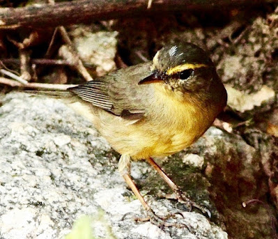 "Sulphur-bellied Warbler Phylloscopus griseolus, winter visitor."