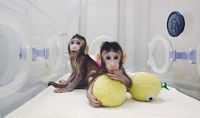 clone monkeys