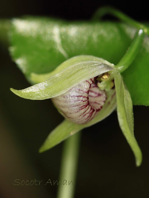 Cypripedium debile