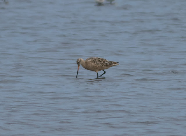 Marbled Godwit - Merritt Island, Florida