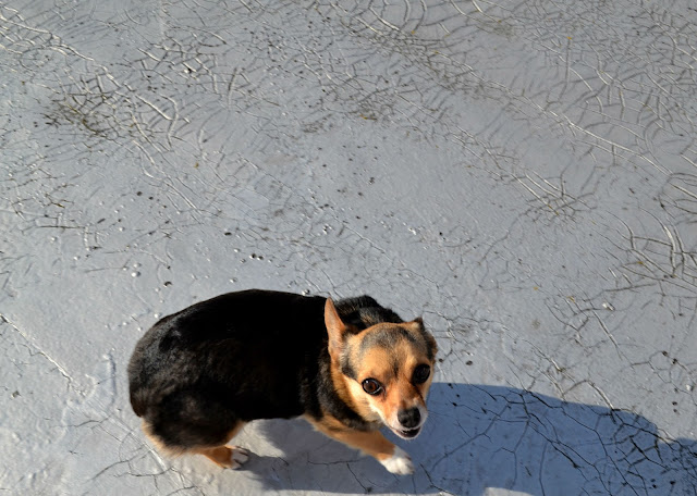 chigi, chihuahua mix, Seattle, Fleur d'Elise, dog