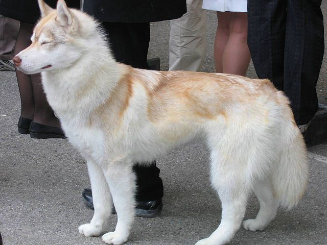 Siberian Huskies Shed – A LOT .