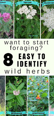 Beginners guide to foraging for herbs