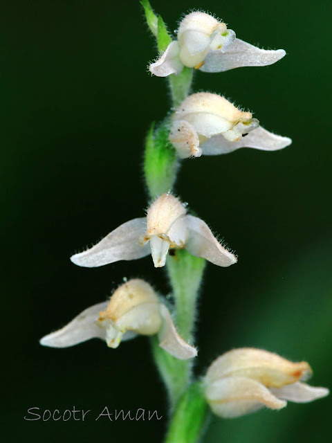 Goodyera schlechtendaliana