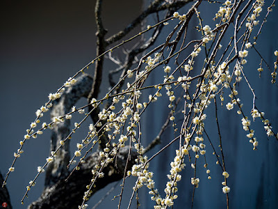 Ume (Japanese apricot) flowers: Tokei-ji