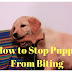 Surefire Ways on How To Stop Puppy Biting At Home