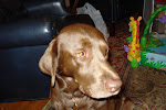 Charlie the dog