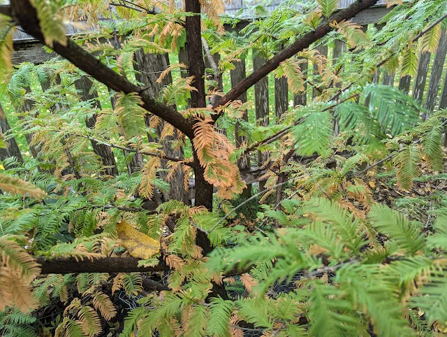 Dawn Redwood - Fall Colors - Orange Needles