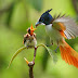 Paradise flycatcher -  सुल्तान बुलबुल