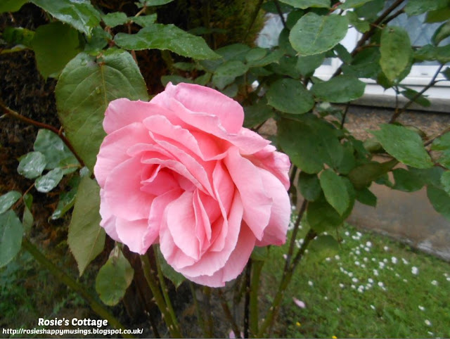 Autumn arrives but there is still beauty in the garden. 