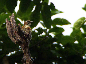 bird, Japanese Pygmy Woodpecker