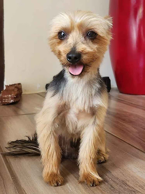 2 year old Yorkshire Terrier male