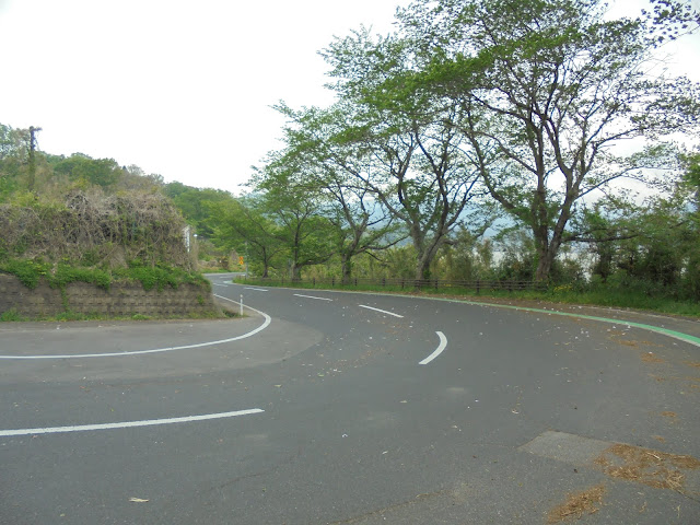 東郷羽合線道路際には桜が植えられています