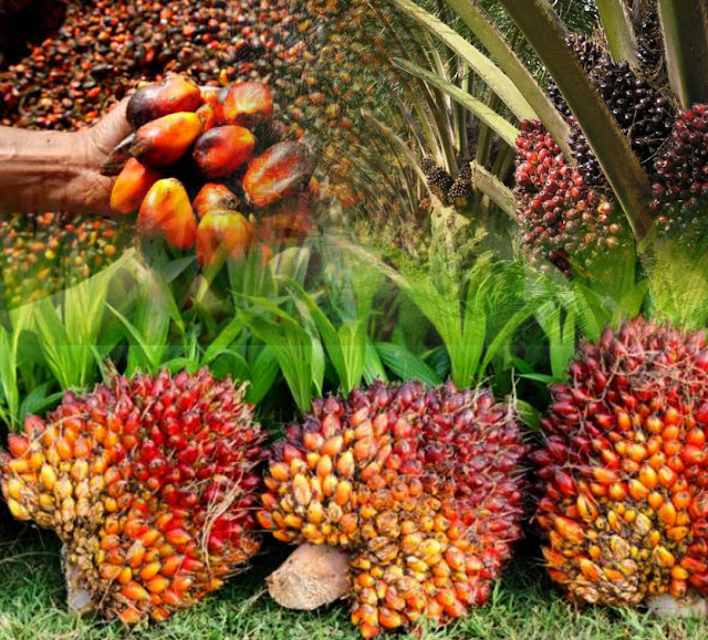 This number consists of smallholder plantations covering 4.76 million hectares, private plantations 6.15 million hectares, and state plantations 756 thousand hectares. So that from 2006 to 2016 there was an increase in the area of ​​oil palm by 0.5 million ha or 7% per year and a volume of 1.6 million tons or 9.45% per year. In 2017, the area of ​​Indonesian oil palm plantations has reached 16 million ha, Indonesian people's plantation area has reached 53 percent and is in the first place in the proportion of Indonesian oil palm land area ownership and has defeated the domination of private plantations.   The potential that Indonesia has in oil palm development is land suitability and industrial development. The potential land available for oil development is generally quite varied, namely high potential land, medium potential land and low potential.