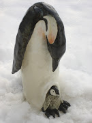 Emperor Penguin and Atlantic Puffin. These two pieces were such a challenge . (penguin on snow )