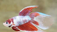 red koi betta Red koi halfmoon male betta (released!)