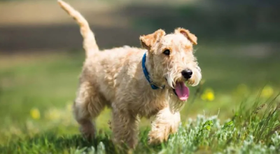 Lakeland Terrier