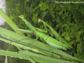 Praying Mantis Mating Picture