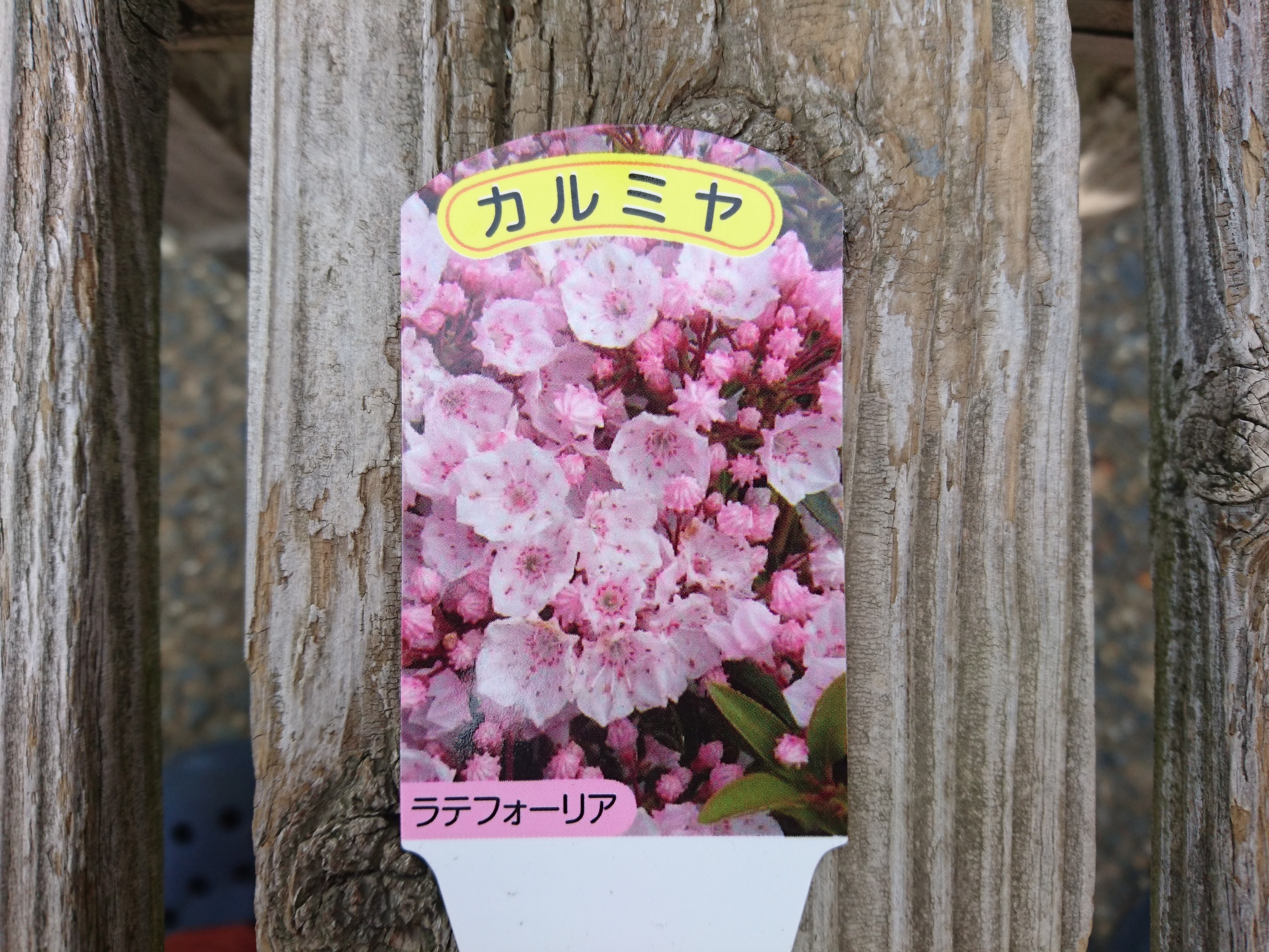 カルミアの育て方 傘のような形の色鮮やかな花を楽しむ メダカの大工