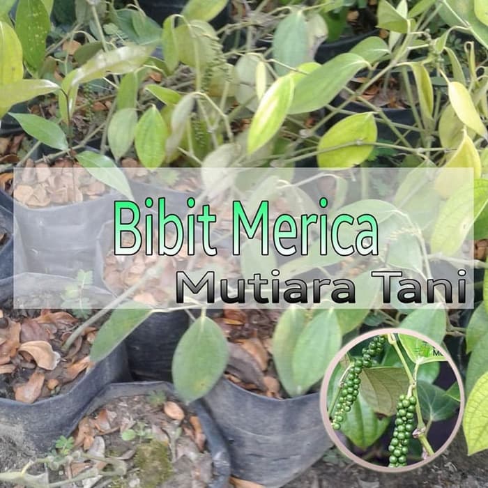 Inspirasi Baru Jual Bibit Tales Mutiara, Yang Terbaru!