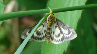 Anania hortulata DSC54435