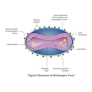 Struktur virus Monkeypox / cacar monyet. (Gambar : https://vitrosens.com/what-is-monkeypox-virus/)