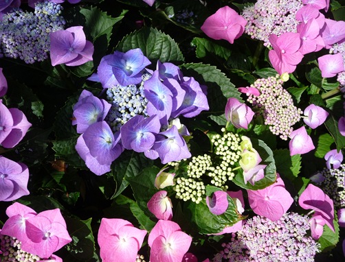 flor hortencia 59