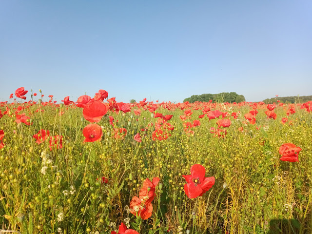 Field Poppy Papaver rhoeas, Indre et Loire, France. Photo by Loire Valley Time Travel.