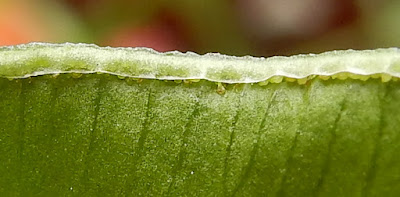 鳳尾蕨的假孢膜