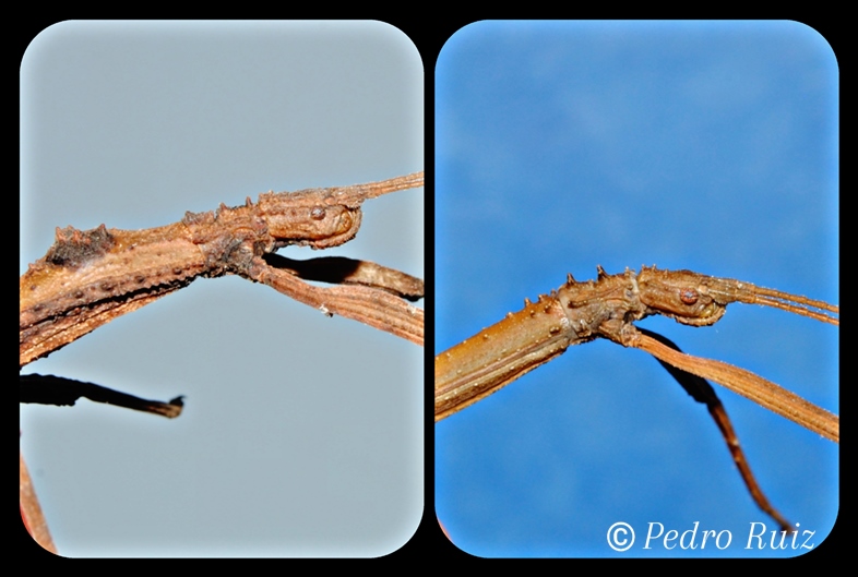 Detalle de la cabeza de una hembra y un macho de Hypocyrtus scythrus