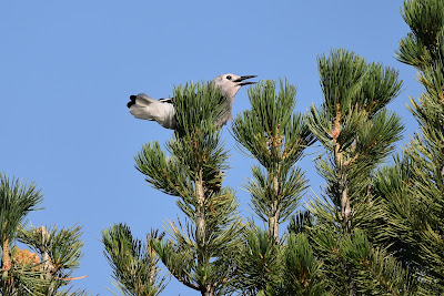 Clark's Nutcracker birds Trans Canada Trail.