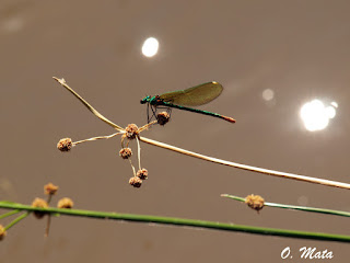 Hembra de Calopteryx