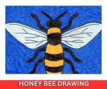 Honey Bee Drawing With Colour