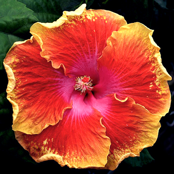 My mother was born in Hawaii and has a fondness for the Hibiscus flower