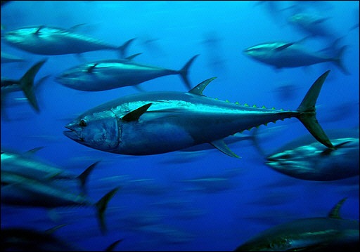 Bluefin tuna