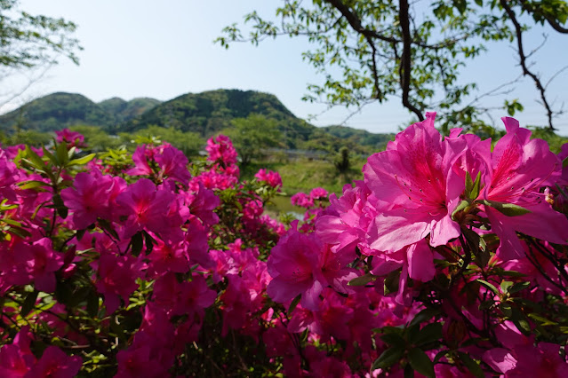 鳥取県東伯郡湯梨浜町龍島　東郷川　ツツジ(躑躅）